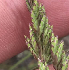 Poa sp. at Brindabella, NSW - 7 Dec 2022