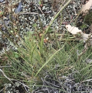 Poa sp. at Brindabella, NSW - 7 Dec 2022