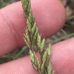 Poa sp. at Brindabella, NSW - 7 Dec 2022