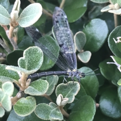 Glenoleon sp. (genus) (Antlion lacewing) at Garran, ACT - 7 Dec 2022 by Tapirlord