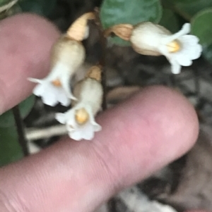 Gastrodia sesamoides at Garran, ACT - suppressed