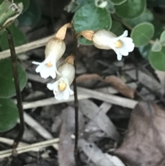 Gastrodia sesamoides at Garran, ACT - suppressed