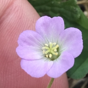 Geranium solanderi var. solanderi at Cotter River, ACT - 7 Dec 2022