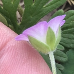 Geranium solanderi var. solanderi at Cotter River, ACT - 7 Dec 2022