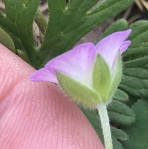 Geranium solanderi var. solanderi at Cotter River, ACT - 7 Dec 2022