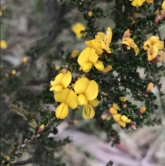 Bossiaea foliosa (Leafy Bossiaea) at Cotter River, ACT - 7 Dec 2022 by Tapirlord