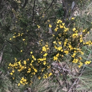 Bossiaea foliosa at Cotter River, ACT - 7 Dec 2022