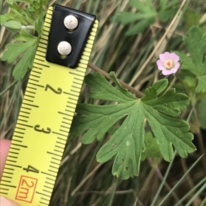 Geranium potentilloides at Cotter River, ACT - 7 Dec 2022 01:45 PM