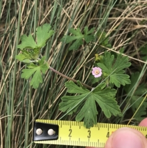 Geranium potentilloides at Cotter River, ACT - 7 Dec 2022 01:45 PM