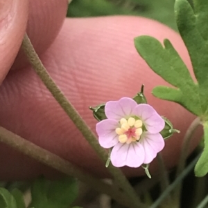 Geranium potentilloides at Cotter River, ACT - 7 Dec 2022 01:45 PM