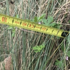 Geranium potentilloides at Cotter River, ACT - 7 Dec 2022 01:45 PM