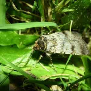 Proteuxoa tibiata at Charleys Forest, NSW - 8 Mar 2021