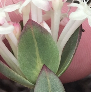 Pimelea glauca at Brindabella, NSW - 7 Dec 2022 01:35 PM