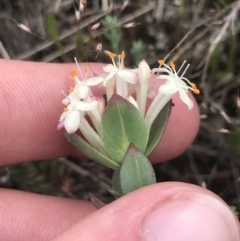 Pimelea glauca at Brindabella, NSW - 7 Dec 2022 01:35 PM