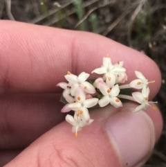 Pimelea glauca at Brindabella, NSW - 7 Dec 2022 01:35 PM