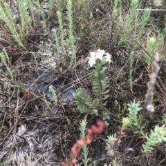 Pimelea glauca at Brindabella, NSW - 7 Dec 2022 01:35 PM