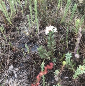 Pimelea glauca at Brindabella, NSW - 7 Dec 2022 01:35 PM