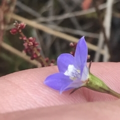 Wahlenbergia multicaulis (Tadgell's Bluebell) at Bimberi Nature Reserve - 7 Dec 2022 by Tapirlord