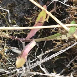 Wahlenbergia multicaulis at Brindabella, NSW - 7 Dec 2022