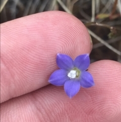 Wahlenbergia multicaulis at Brindabella, NSW - 7 Dec 2022