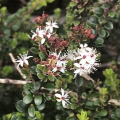 Leionema lamprophyllum subsp. obovatum (Shiny Phebalium) at Brindabella, NSW - 7 Dec 2022 by Tapirlord