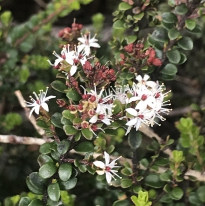 Leionema lamprophyllum subsp. obovatum (Shiny Phebalium) at Bimberi Nature Reserve - 7 Dec 2022 by Tapirlord