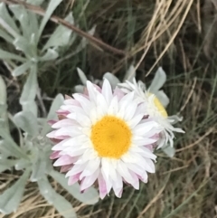 Leucochrysum alpinum (Alpine Sunray) at Bimberi Nature Reserve - 7 Dec 2022 by Tapirlord