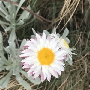 Leucochrysum alpinum at Brindabella, NSW - 7 Dec 2022