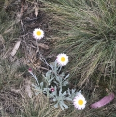 Leucochrysum alpinum at Brindabella, NSW - 7 Dec 2022 01:10 PM