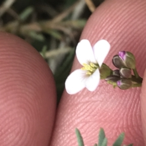 Cardamine lilacina at Brindabella, NSW - 7 Dec 2022