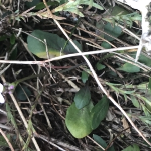 Cardamine lilacina at Brindabella, NSW - 7 Dec 2022