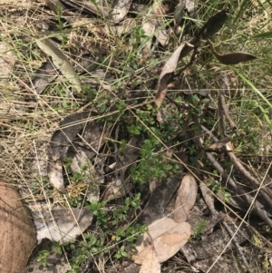 Gonocarpus montanus at Cotter River, ACT - 7 Dec 2022