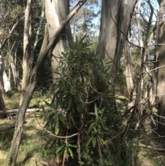 Bedfordia arborescens (Blanket Bush) at Bimberi Nature Reserve - 6 Dec 2022 by Tapirlord