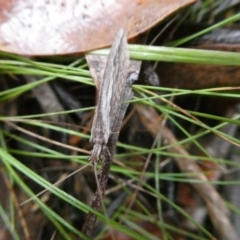 Hemerobiidae sp. (family) (Unidentified brown lacewing) at Mongarlowe River - 21 Mar 2021 by arjay