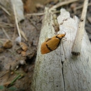 Pedois humerana at Charleys Forest, NSW - 12 Jan 2022