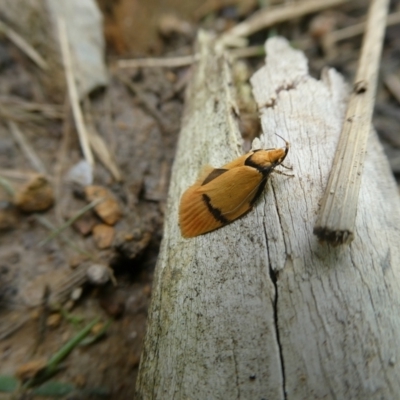 Pedois humerana (A Gelechioid moth) at Charleys Forest, NSW - 12 Jan 2022 by arjay