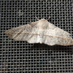 Antictenia punctunculus (A geometer moth) at Charleys Forest, NSW - 4 Jan 2022 by arjay