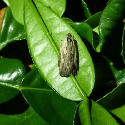 Cryptoptila immersana (A Tortricid moth) at Charleys Forest, NSW - 10 Dec 2021 by arjay