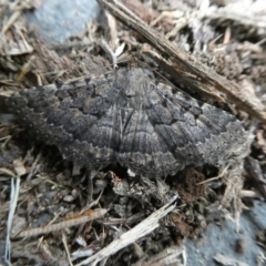 Diatenes gerula (An Erebid moth) at Charleys Forest, NSW - 28 Nov 2021 by arjay