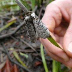 Oenosandra boisduvalii (Boisduval's Autumn Moth) at Mongarlowe River - 21 Mar 2021 by arjay