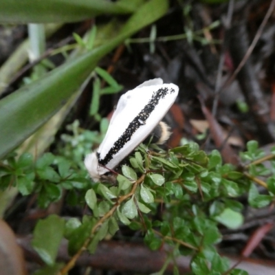 Oenosandra boisduvalii (Boisduval's Autumn Moth) at Mongarlowe River - 21 Mar 2021 by arjay