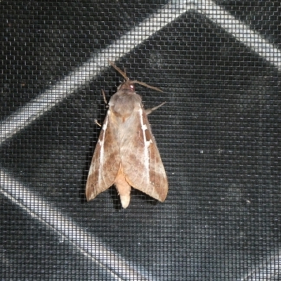 Oxycanus dirempta (Variable Oxycanus) at Charleys Forest, NSW - 30 Mar 2022 by arjay