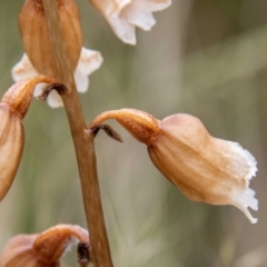 Gastrodia sesamoides at Paddys River, ACT - 30 Dec 2022