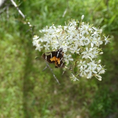 Hecatesia fenestrata (Common Whistling Moth) at Mongarlowe River - 3 Feb 2021 by arjay