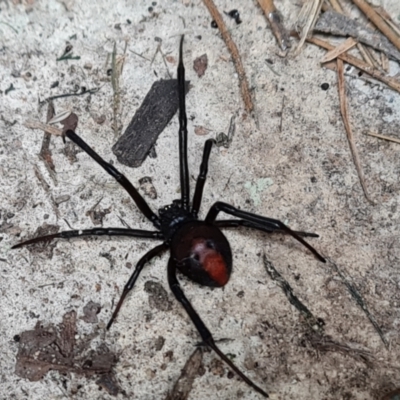 Latrodectus hasselti (Redback Spider) at Isaacs, ACT - 30 Dec 2022 by Mike