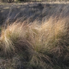 Eragrostis curvula (African Lovegrass) at The Pinnacle - 18 Jul 2022 by pinnaCLE