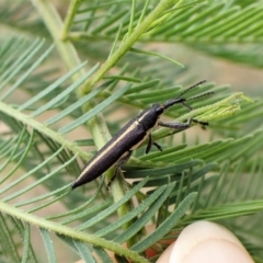 Rhinotia suturalis (Belid weevil) at Aranda Bushland - 30 Dec 2022 by CathB