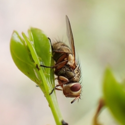 Exorista sp. (genus) (A Bristle Fly) at Aranda Bushland - 30 Dec 2022 by CathB