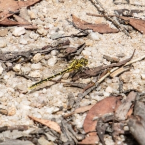 Austrogomphus guerini at Paddys River, ACT - 30 Dec 2022