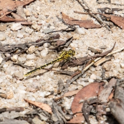 Austrogomphus guerini (Yellow-striped Hunter) at Tidbinbilla Nature Reserve - 29 Dec 2022 by SWishart
